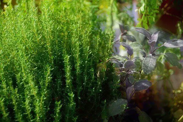 Thyme plant