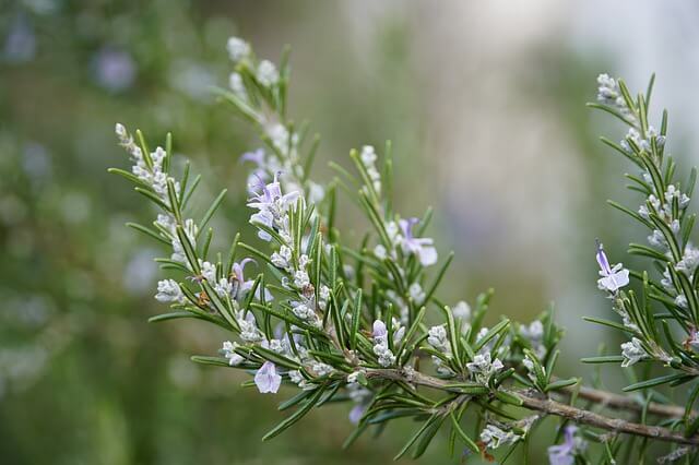 Rosemary flowering