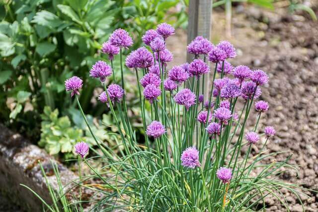 Chives plant