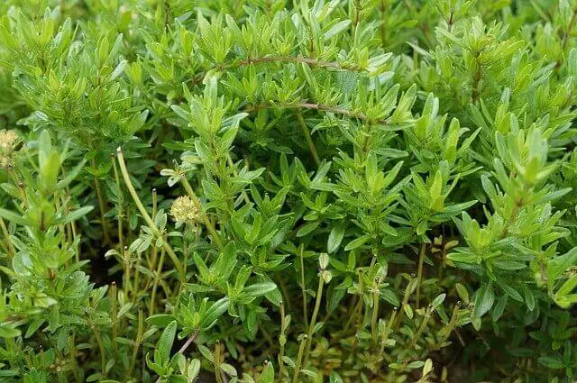 Thyme plant