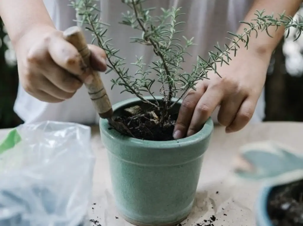 potting a herb plant