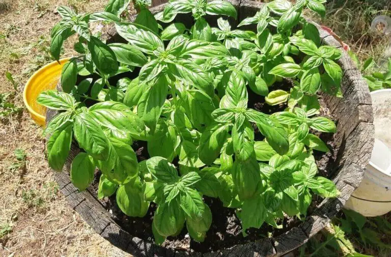 Caring for Basil Plants Outdoors Essential Tips For Planting Basil Outside