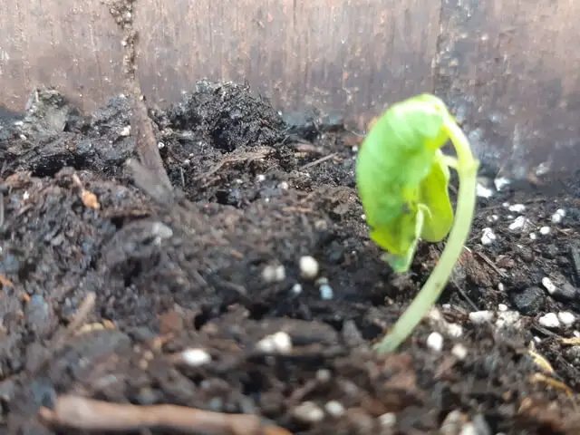 Close-up of a young basil seedling just beginning to sprout, showing the early stages of growth for basil plants.