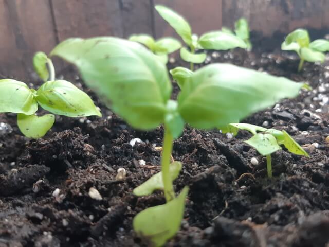 basil seedlings