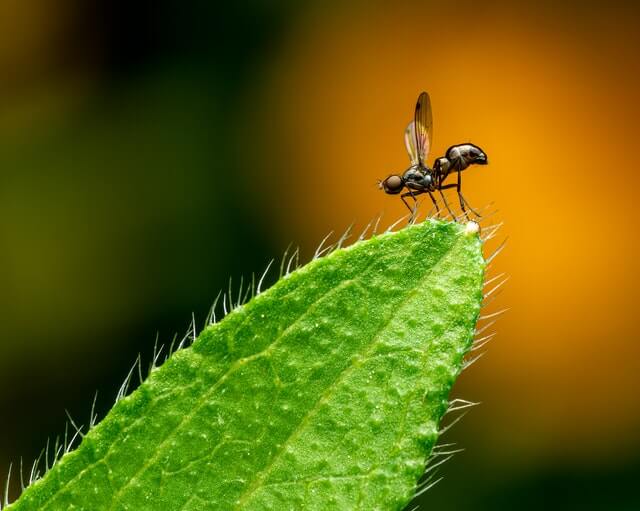 fungus gnat on plant