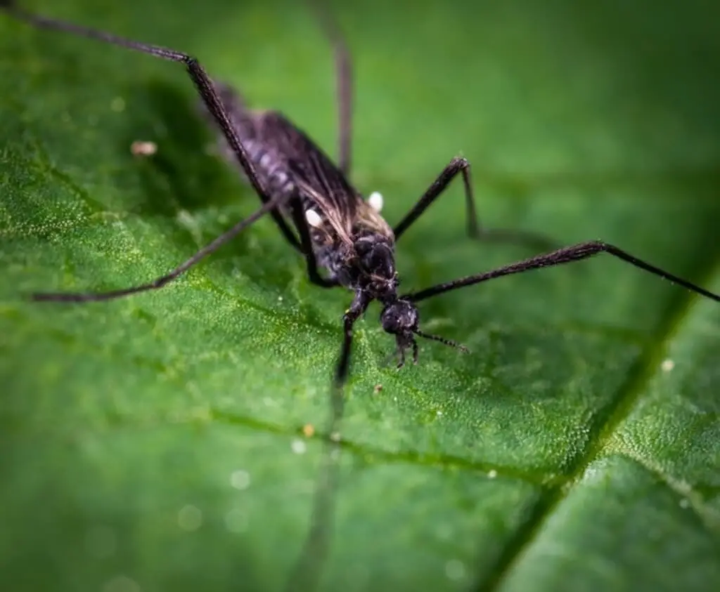 How to attract gnats