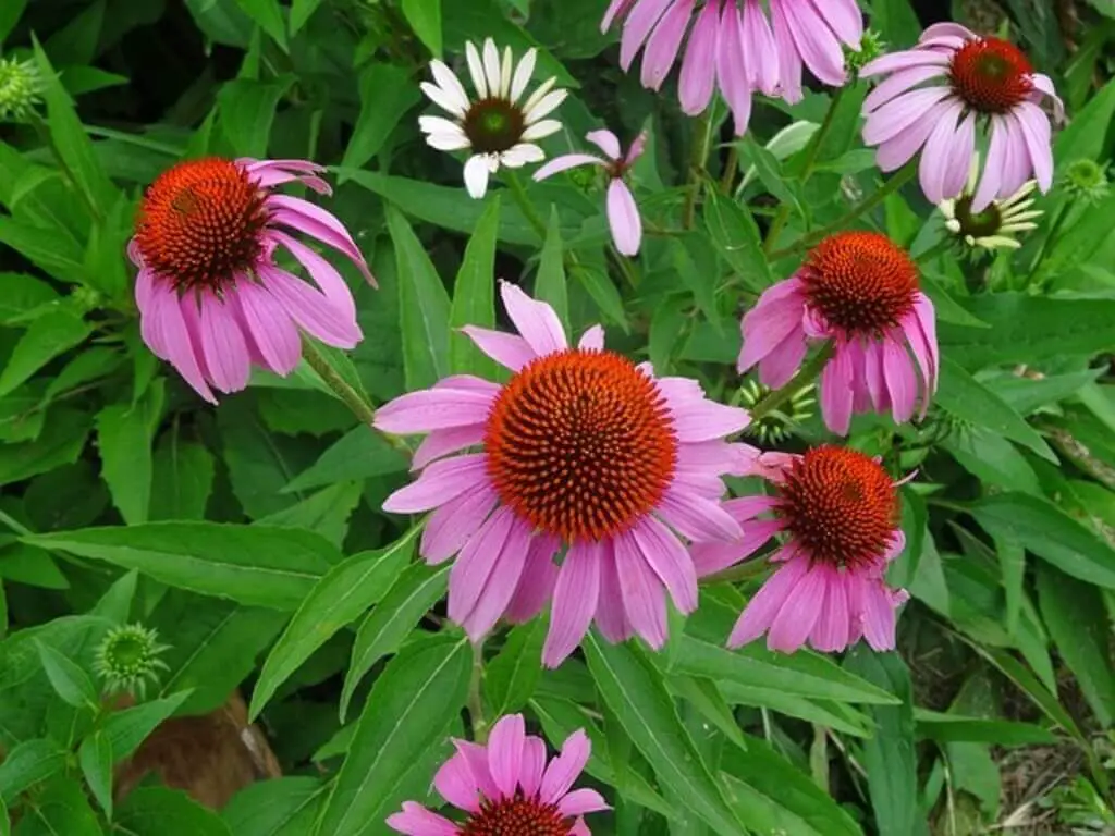 How To Grow Echinacea From Seed Expert Grow Tips! DIY Herb Gardener