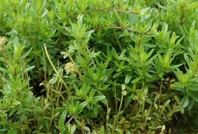 Thyme Plant