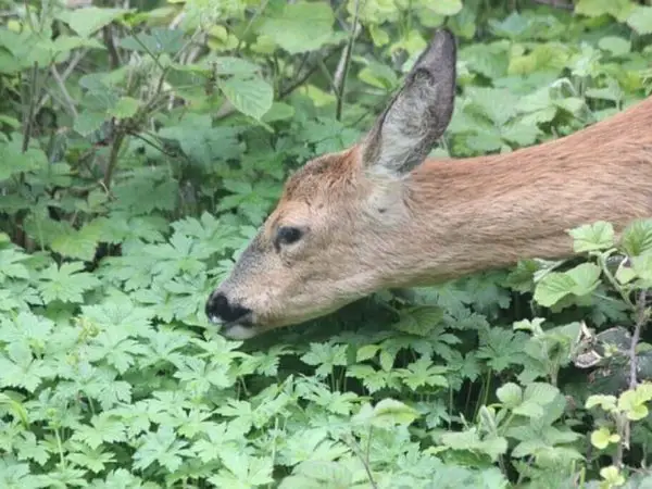 Deer smelling herbs