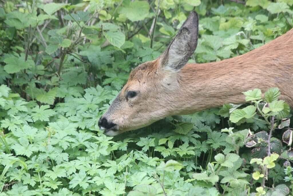 Deer smelling herbs