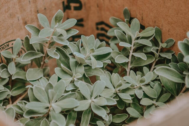 Sage plant