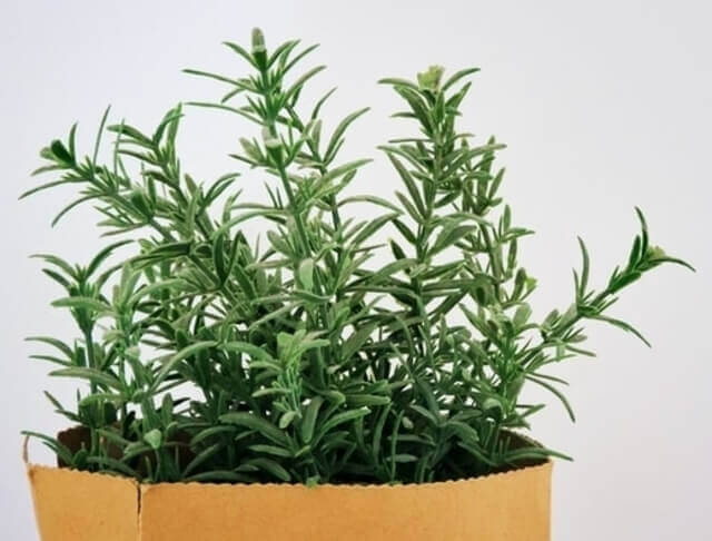 Rosemary Plant