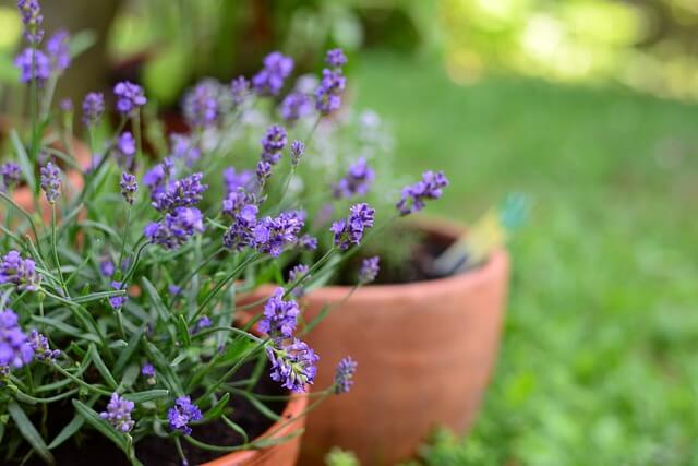 lavender plants