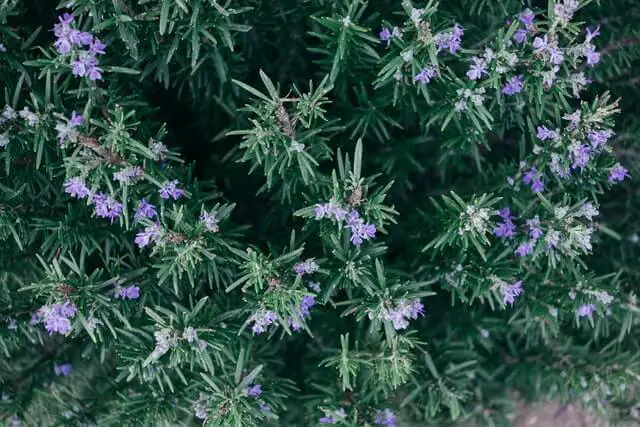 Rosemary plant flowering