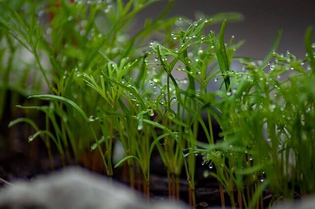 dill plants sprouting