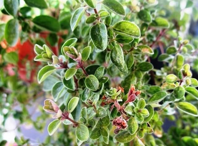 marjoram plant