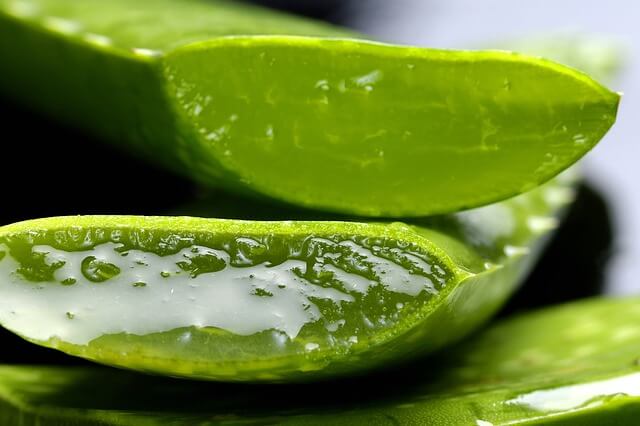 aloe-vera plant leaves