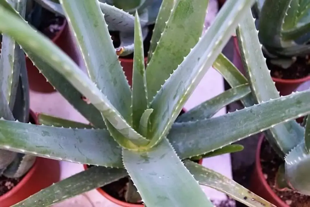 aloe vera plant