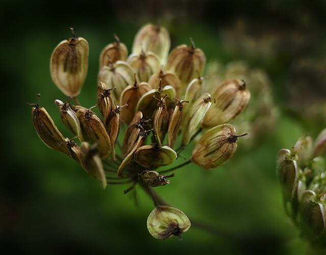 anise plant seeding