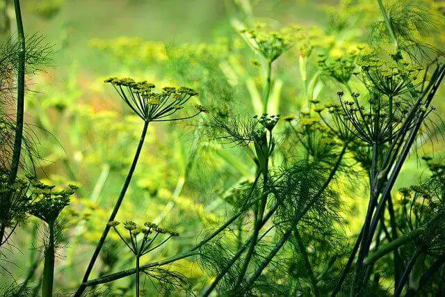 anise plant