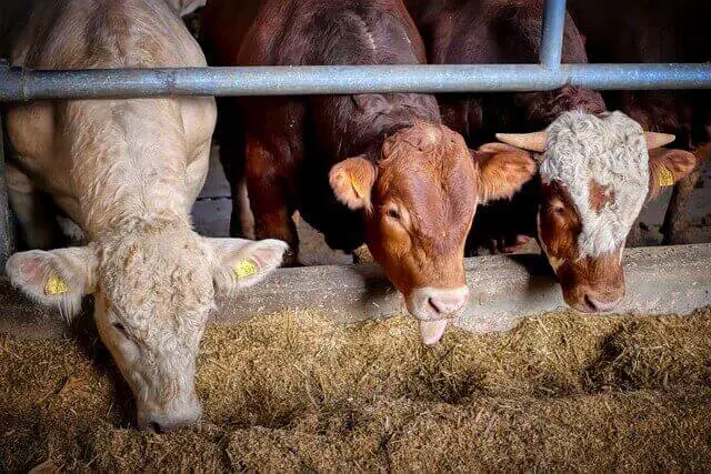 Cows eating hay