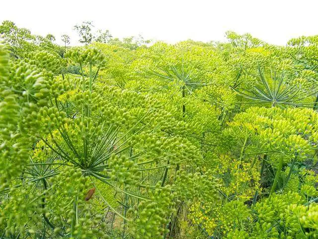 dill growing wild