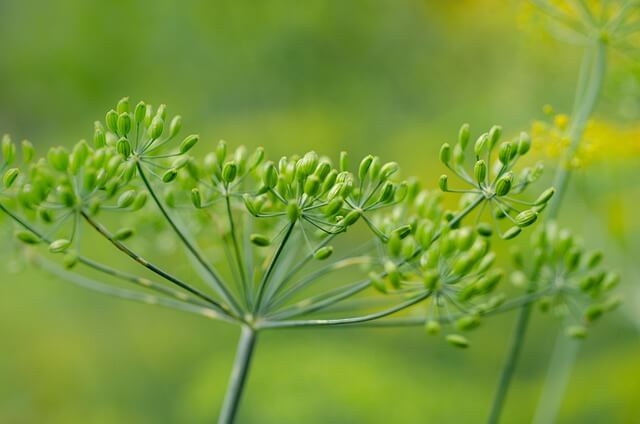 dill plant seed heads