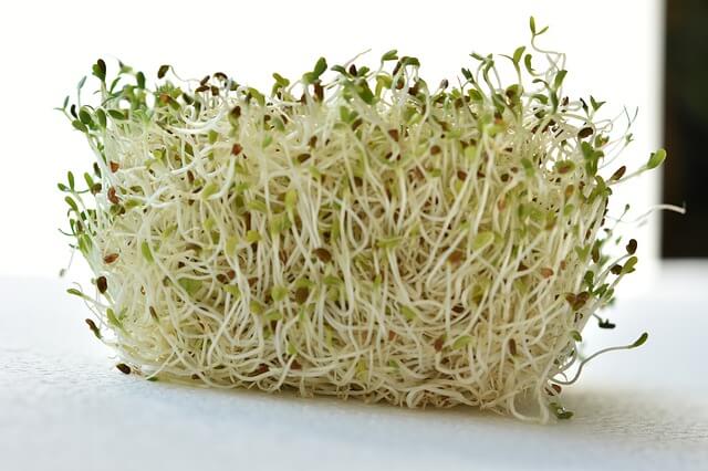 sprouted Alfalfa