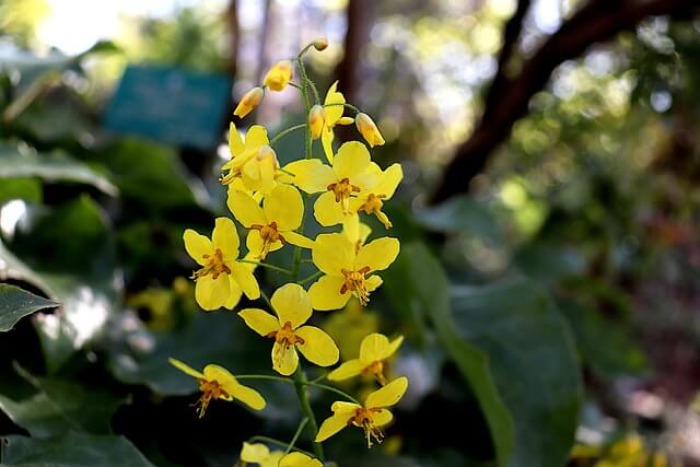 A Barrenwort (horny goat weed) herb plant flowering.