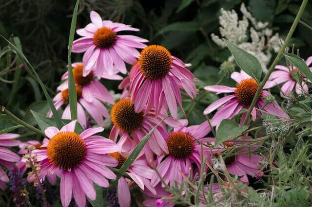 An Echinacea plant flowering.