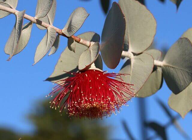 Eucalyptus Globules

