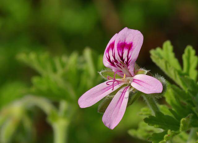 Geranium (Pelargonium graveolens) flowering.