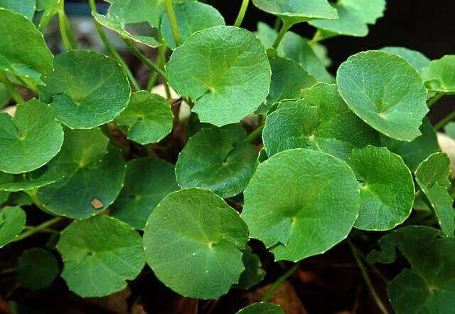 A Gotu Kola plant.