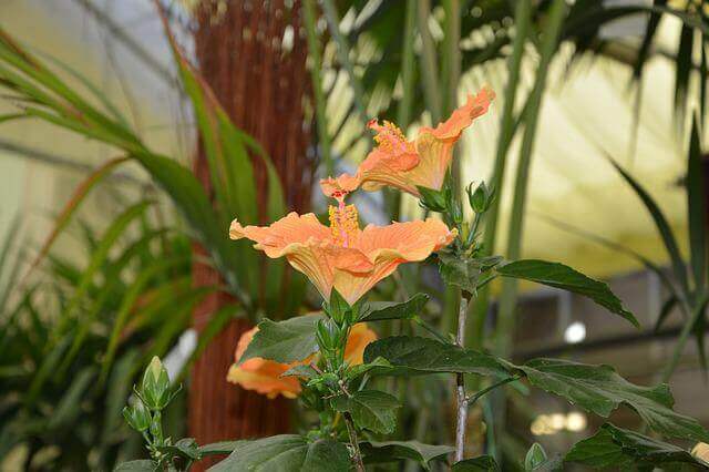 A hibiscus plant flowering.