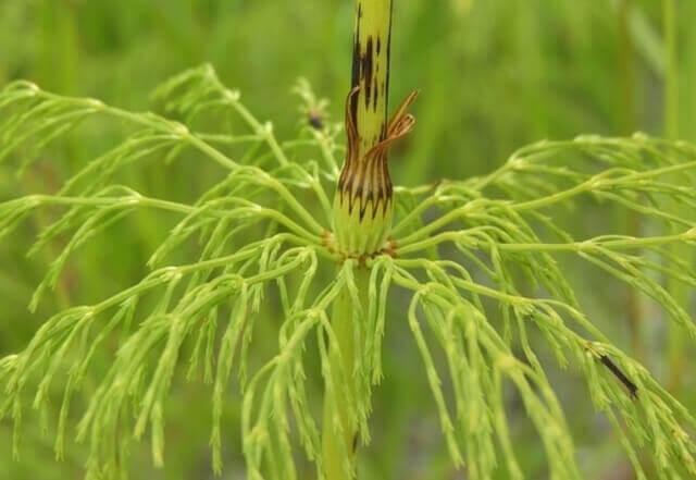 The horsetail herb plant.