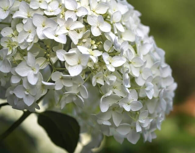 A Hydrangea arborescens plant with white blossoms.