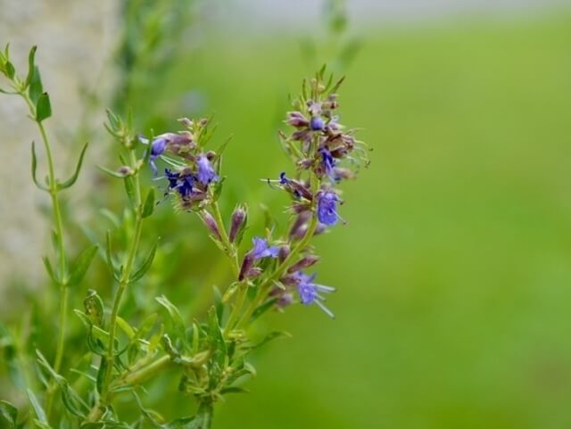A Hyssop (Hyssopus officinalis) herb plant with blue blossoms.