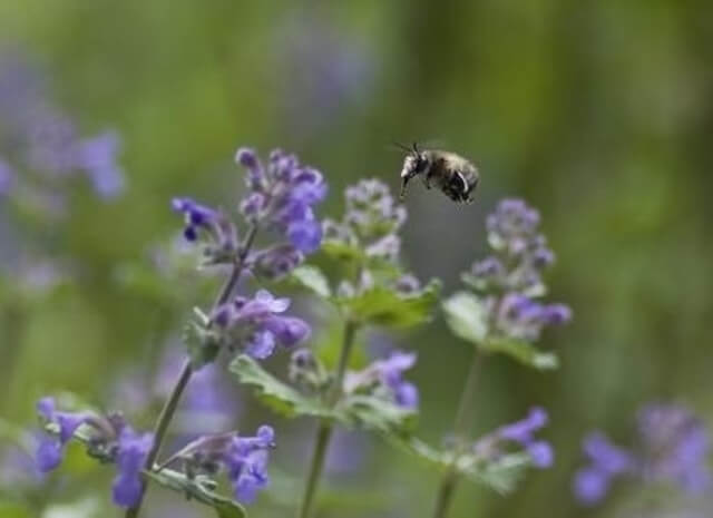 A Lesser Calamint (Calamintha nepeta) plant.