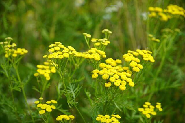 Mugwort (Artemisia vulgaris) with small clusters of yellow flowers.