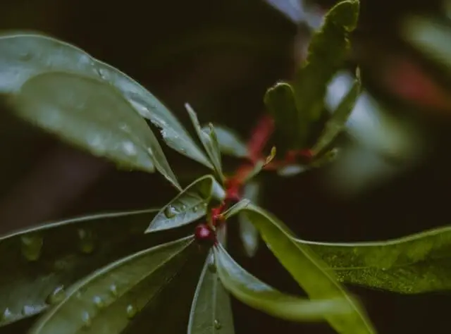 Wet leaves of exotic evergreen Tasmannia lanceolata plant