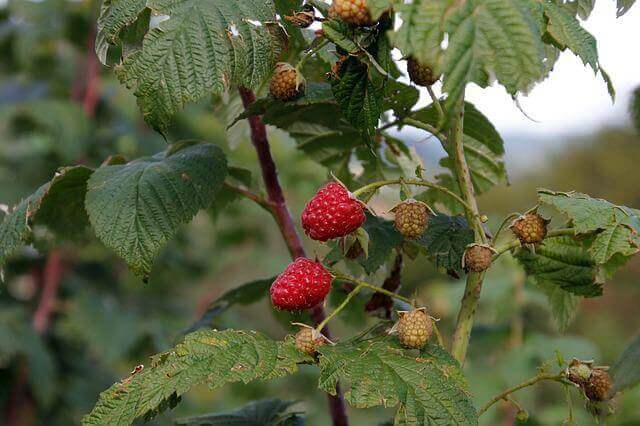 A red raspberry shrub with raspberries growing.