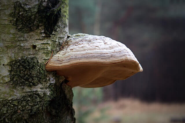 Reishi, also known as lingzhi growing on the side of a tree trunk.