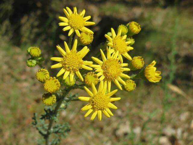 A Tansy Ragwort (Tanacetum vulgare) plant with yellow flowers.