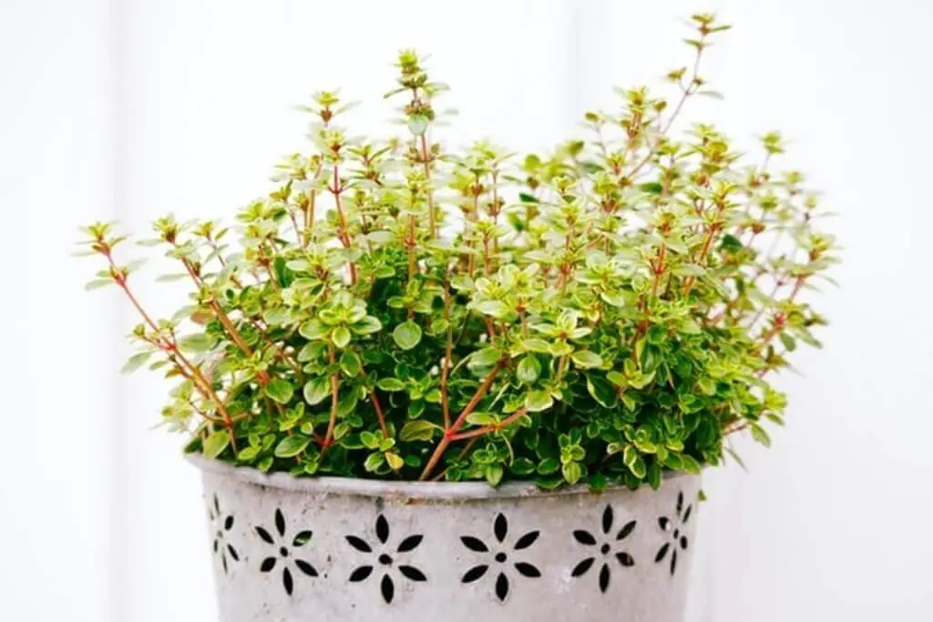 A thyme herb plant in a white pot on the balcony.