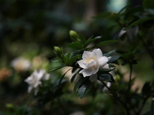 Gardenia plant flowering.
