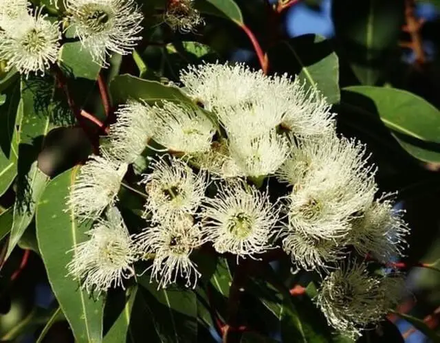  Lemon Ironbark tree blossoming.