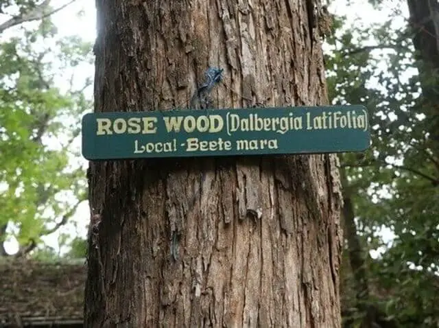 An Indian rosewood tree.