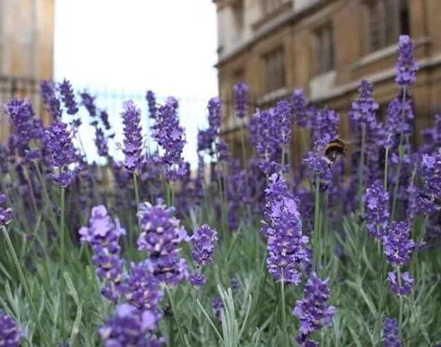 An English lavender plant with purple flowers.