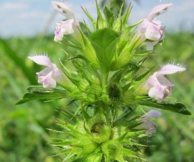 A black horehound herb plant.