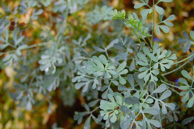 A Common rue plant growing in a pot.